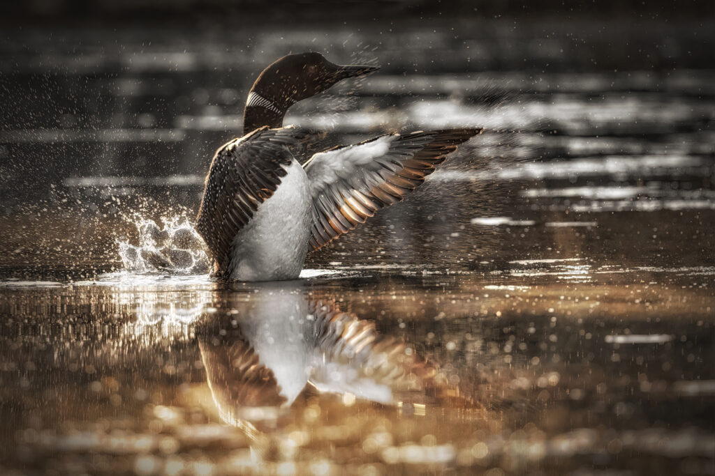 Common loon flapping its wings
