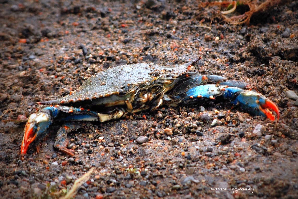 A half-buried blue crab emerges from a pile of sand on the shores of Lake Ontario